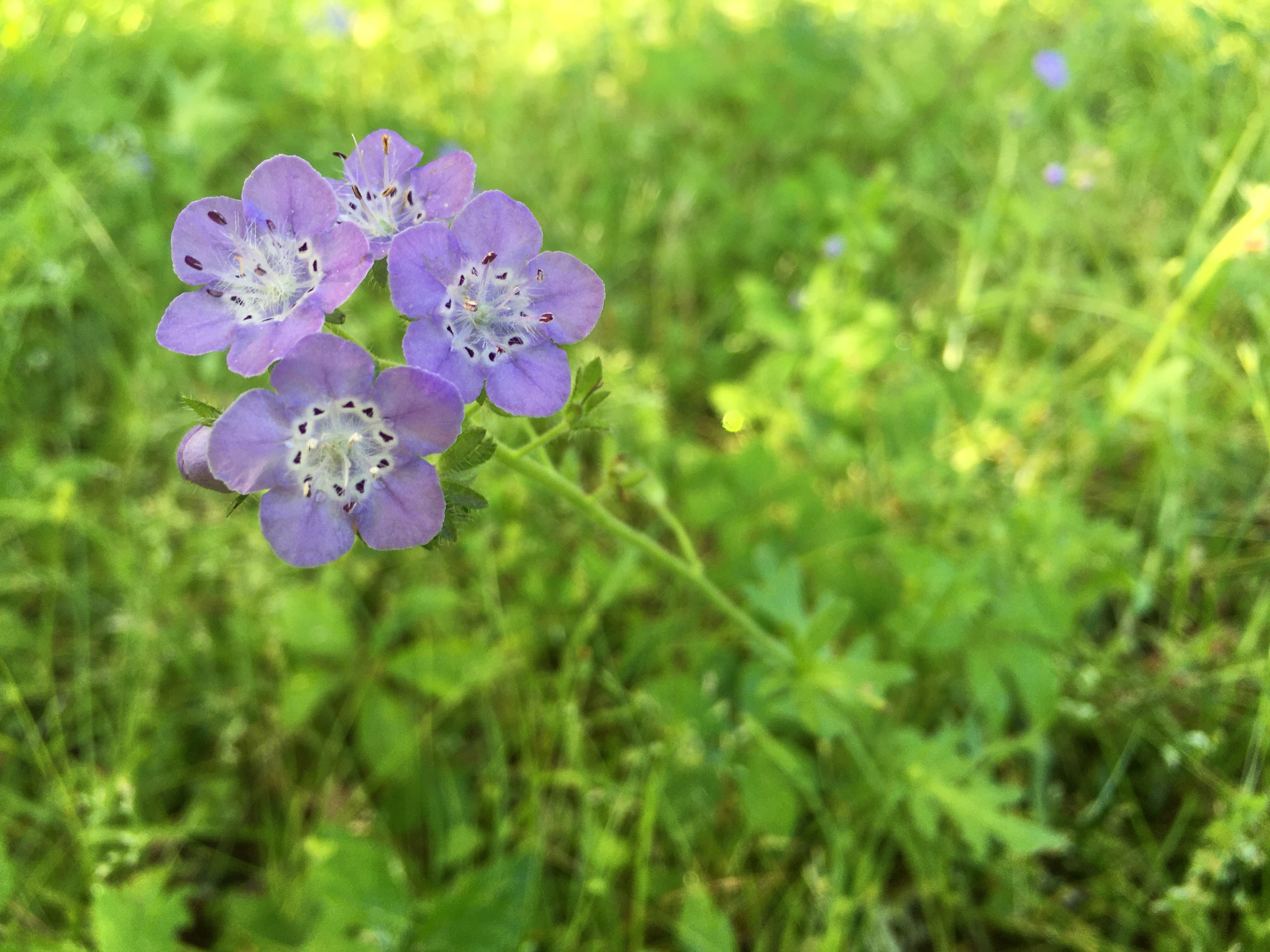hairy phacelia  – light purple wildflowers with white rings in the centers, spotted with dark purple shapes
